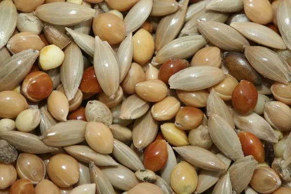 Canadian Canary Seed Export Drastically Declines to $106 Million in 2024